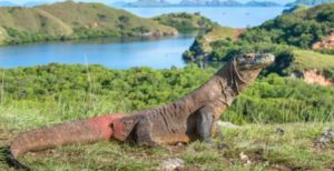 Taman Nasional Komodo, NTT