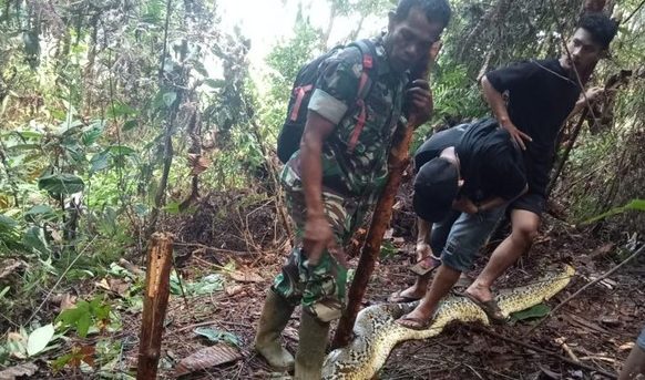 ular piton 8 meter memangsa wanita usia 30 tahun.