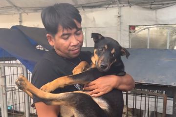 Seorang aktivis pencinta satwa menggendong seekor anjing yang bisa diselamatkan dari rumah jagal anjing usai penggerebakan bersama tim dari Polrestabes Surabaya, Minggu (31-7-2022).