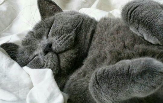 Ilustrasi kucing tidur (Foto. pinterest)
