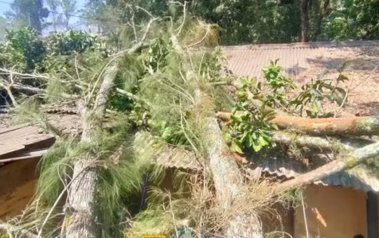 dua pohon yang menimpa rumah warga dan warung di Desa Sumber Brantas, Kecamatan Bumiaji (doc: Istimewa)