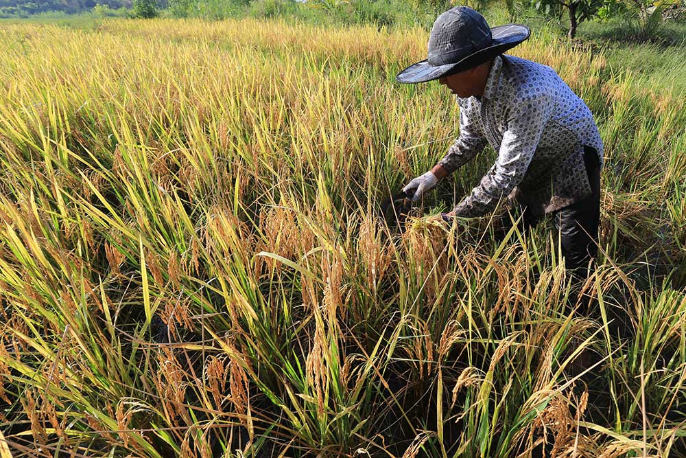 Petani Padi